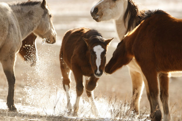 No. 81: Wild Horse Sanctuary